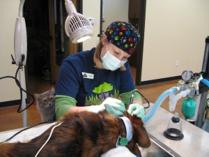Practice Manager and Certified Veterinary Assistant, Mary Moritz, completes a professional dental cleaning under the close supervision of KC, our resident cat.